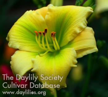 Daylily Lime Tree Delight